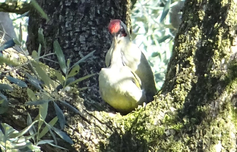 Picus viridis - Picidae (accoppiamento )